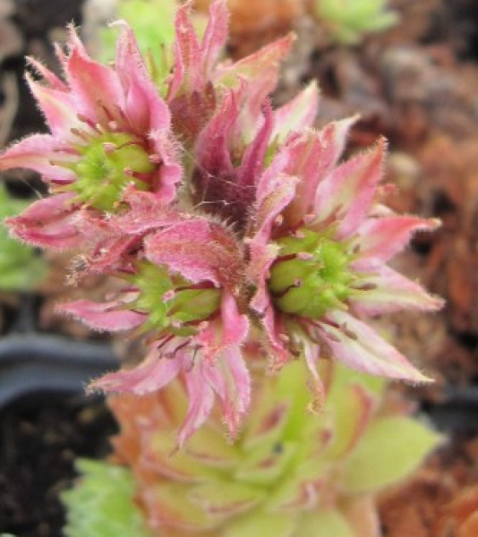 Sempervivum calareum 1
